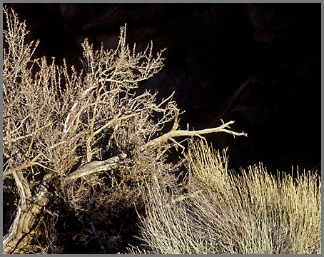 Dry Tree.jpg